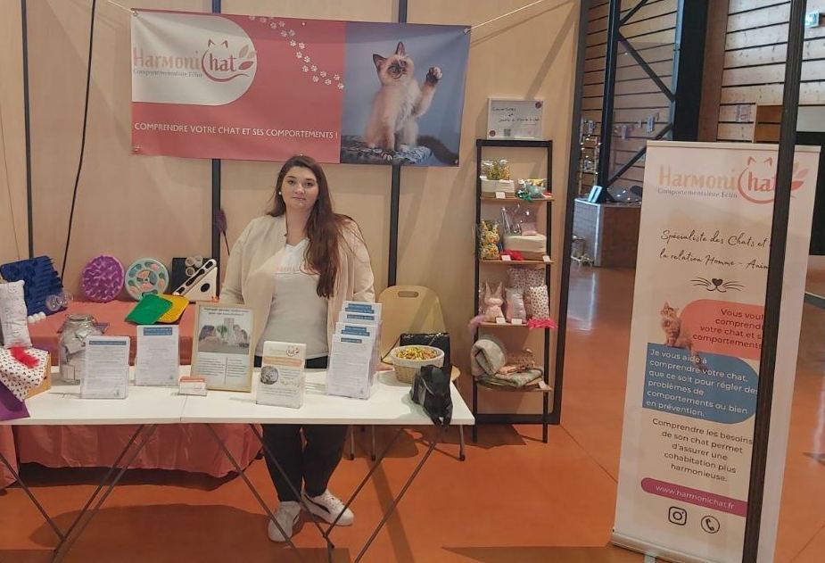 Image avec deux chats endormis collé côte à côte