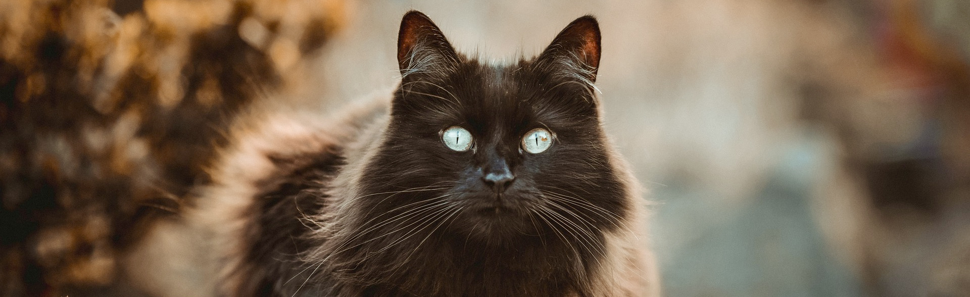 Chat noir à poil long avec des yeux bleu ciel etant à l'extérieur en automne.