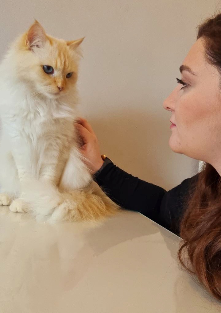 Image avec deux chats endormis collé côte à côte